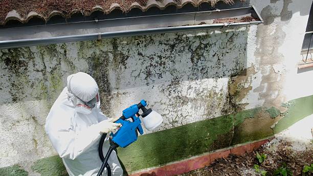 Trusted Mold Testing service in Billerica, MA - Cheap Mold Removal